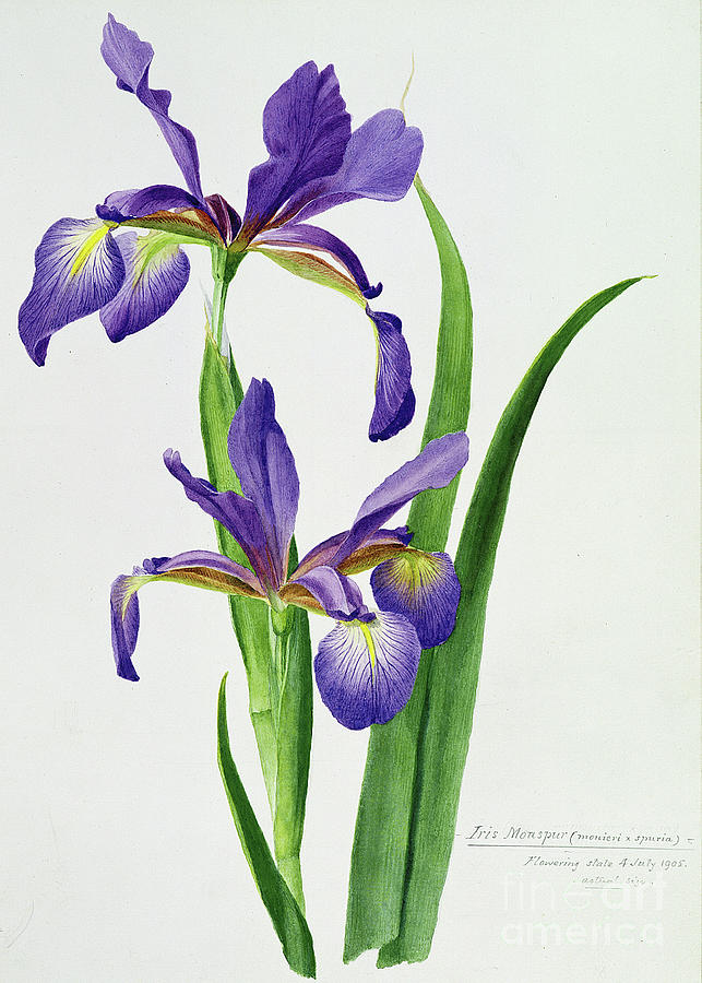 Flower Painting - Iris monspur by Anonymous
