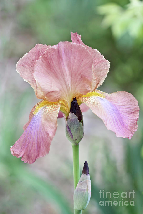 Iris Multicolor No. 4974 Photograph by Sherry Hallemeier