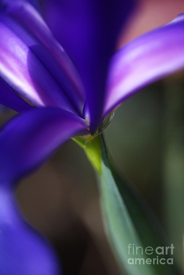 Iris Photograph - Iris Natures Design by Joy Watson