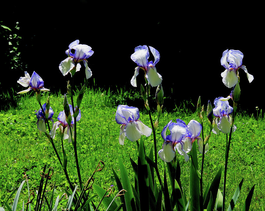 Iris - No. Four Photograph by Linda Stern