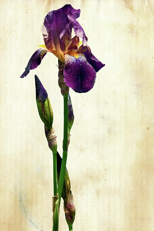 Iris On Antique Paper. Photograph