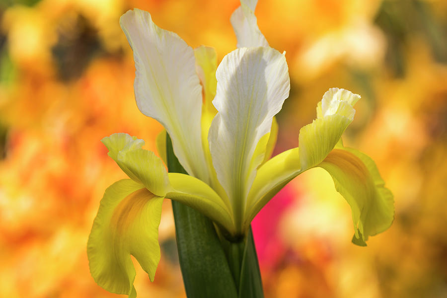 Iris on Yellow Photograph by Robert Potts