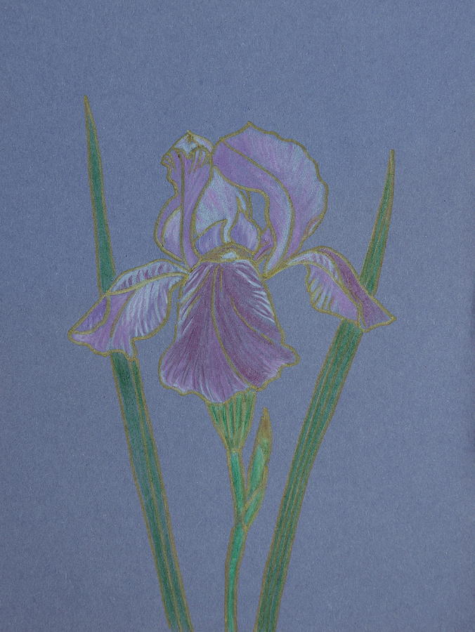 Iris onBlue Drawing by Masha Batkova