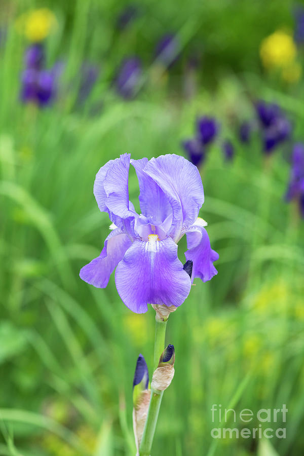 Iris Pallida Flower Photograph by Tim Gainey