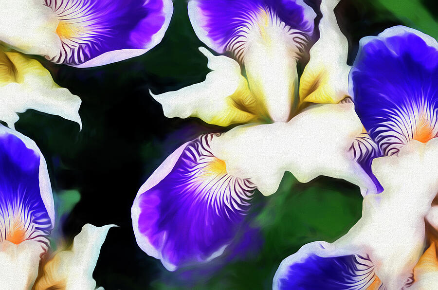 Iris Pattern 2B Mixed Media by Lynda Lehmann - Fine Art America