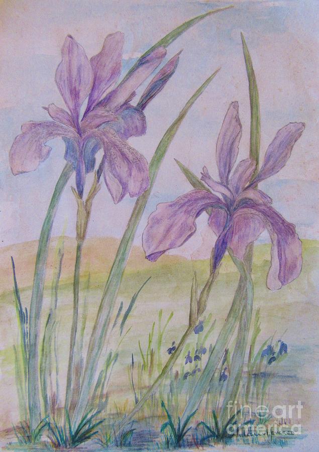Iris Watercolour Pencil Painting Drawing by Lesley Evered