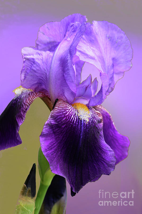 Flower Photograph - Iris Portrait in Purples by Regina Geoghan