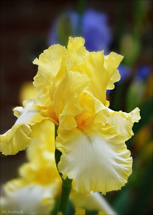 Joyce Terry Iris Portrait Photograph by Marilyn DeBlock - Pixels