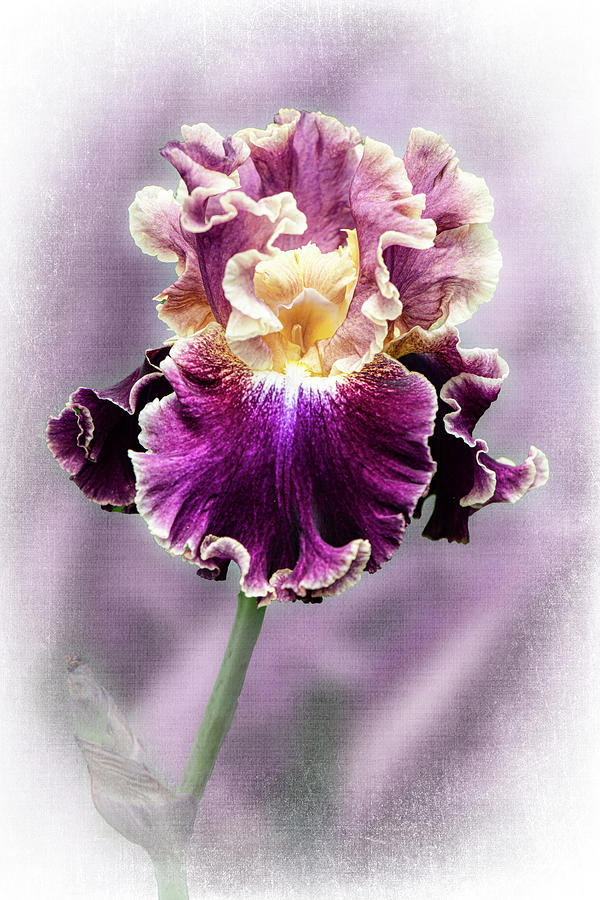 Iris-purple And Cream Iris Photograph