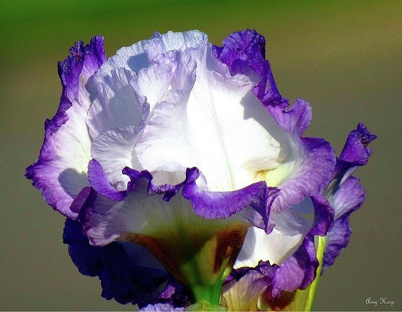 Iris Purple and White Photograph by Amy Hosp