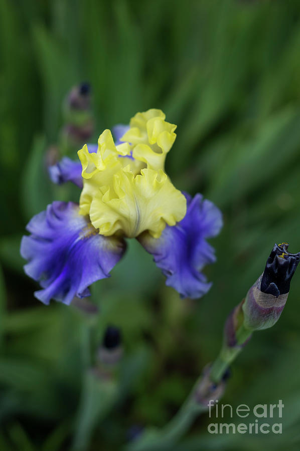 Iris Purple and Yellow Close Photograph by Alana Ranney