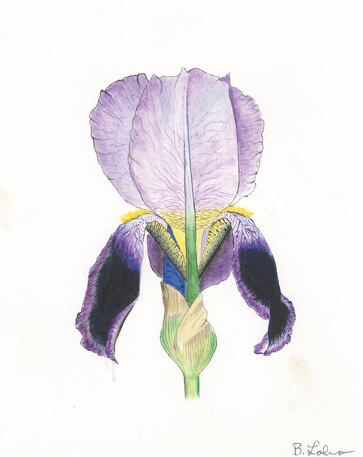 Iris, Purple Painting by Bob Labno