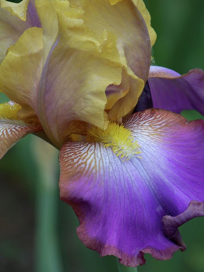 Iris Purple/Gold Photograph by Michelle Mahnke
