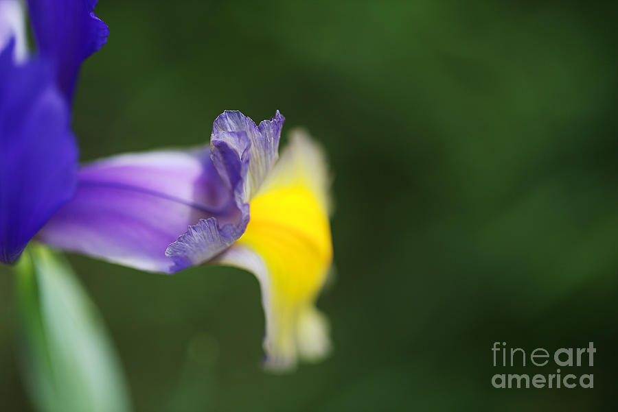 Iris Purple Leans Photograph by Joy Watson