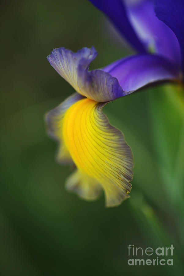 Iris Purple Lines And Yellows Photograph by Joy Watson Iris Purple Lines And Yellows Photograph by Joy Watson