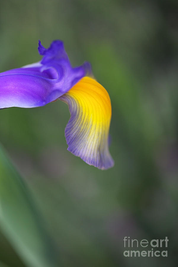 Iris Purple Lines Yellow Whisper Photograph by Joy Watson