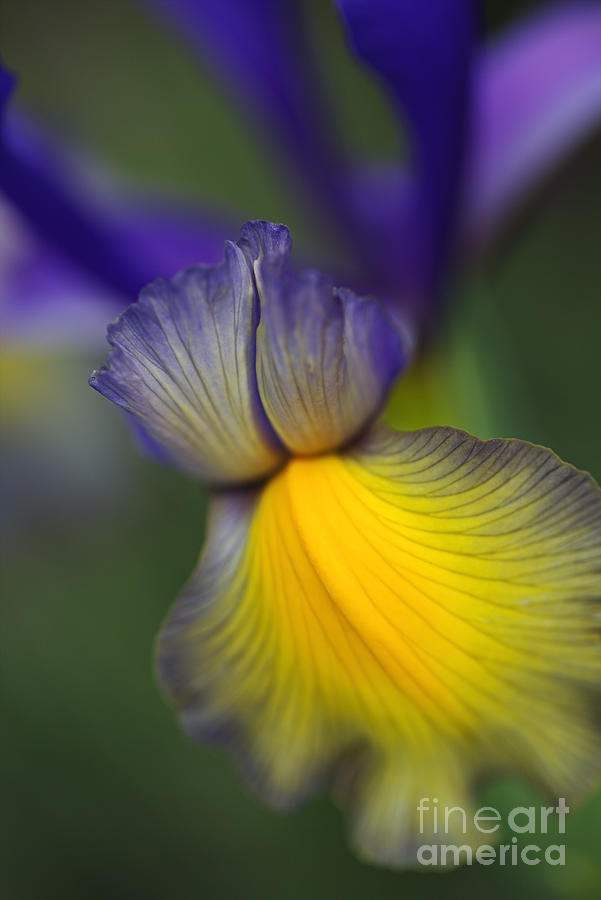 Iris Purples And Yellows Photograph by Joy Watson