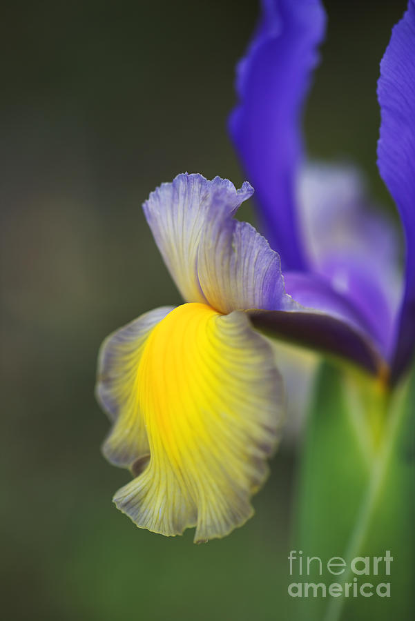 Iris Purples With Yellow Side  Photograph by Joy Watson