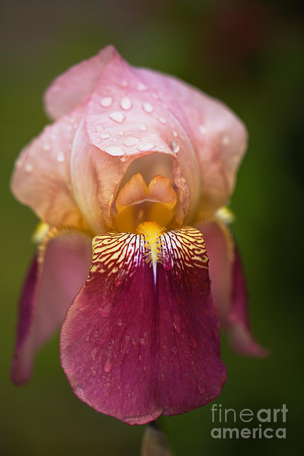 Iris Rain On My Coat Photograph by Joy Watson