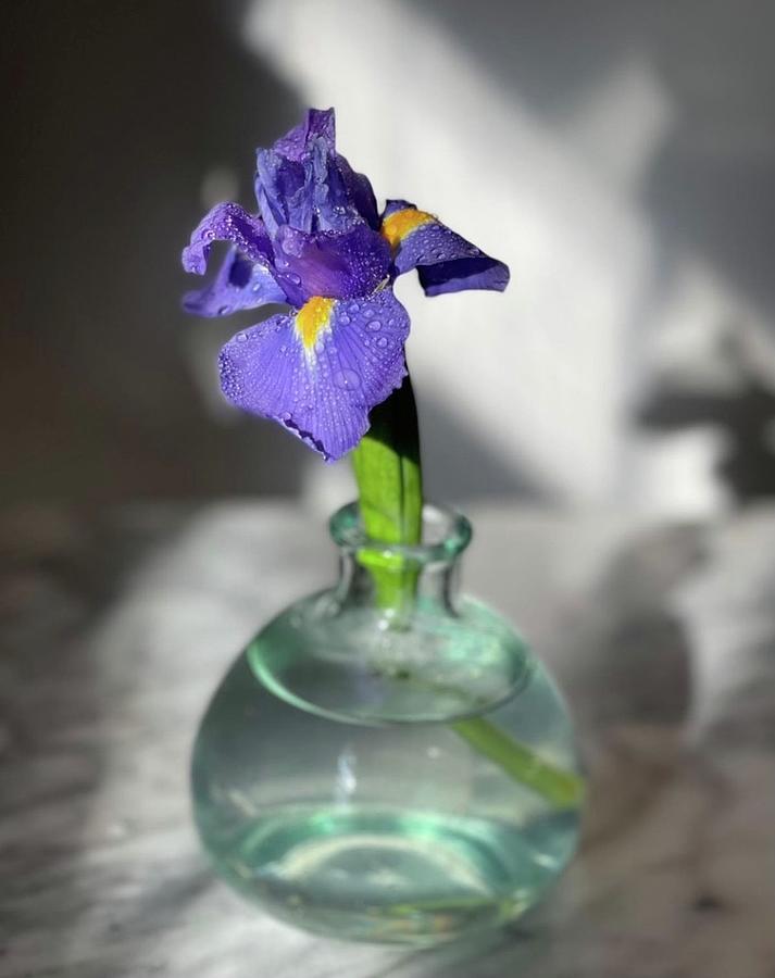 Iris reflection Photograph by Sarah Dietz | Pixels