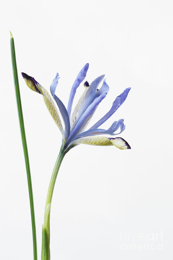 Iris reticulata 'Clairette' Photograph by Clare Gainey - Fine Art America