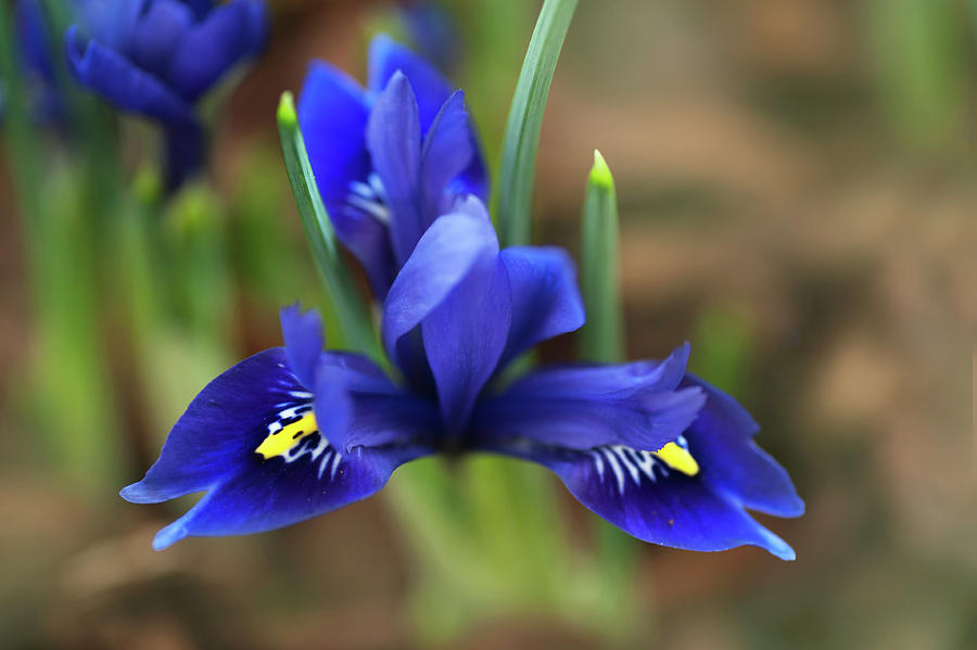 Iris Reticulata Rhapsody Photograph by Jenny Rainbow