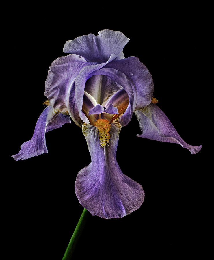Iris Photograph by Roman Kurywczak