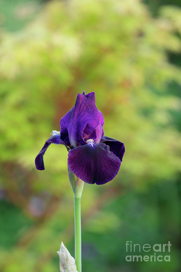  Iris Sable in the Early Morning Light  Photograph by Tim Gainey