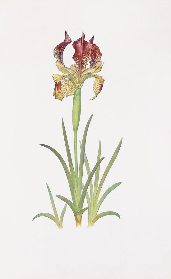 Iris Sari Drawing by William Rickatson Dykes English - Fine Art America