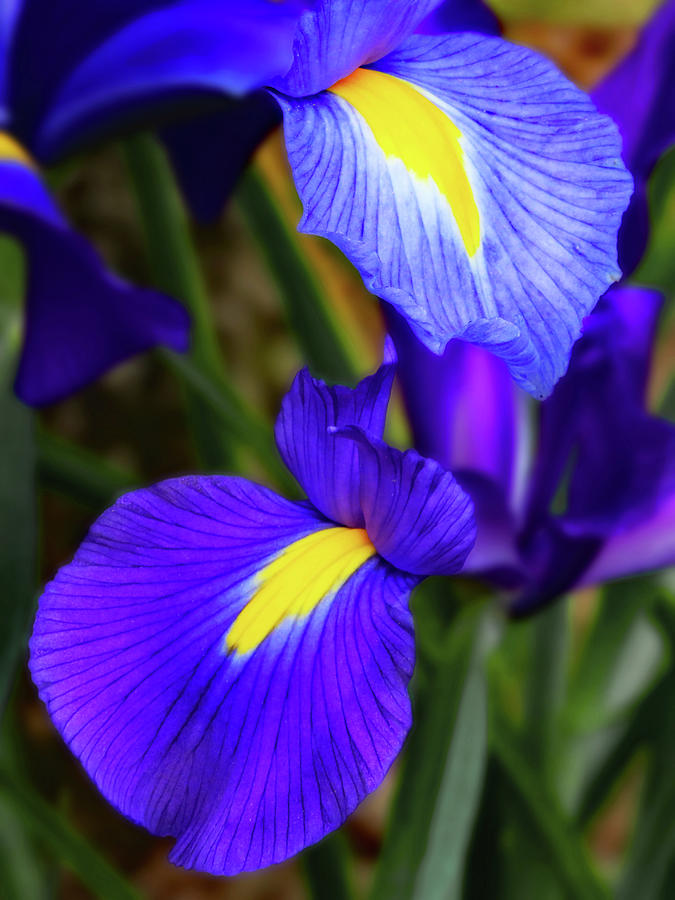 Iris Shades of Purple Photograph by Gina Fitzhugh