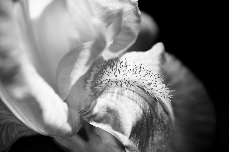 Iris Shadows and Light Black and White Photograph by Gaby Ethington