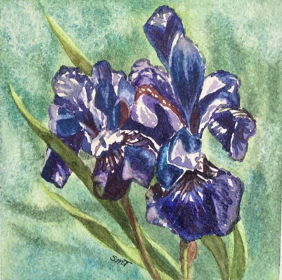 Iris Painting by Sheila Tysdal - Fine Art America