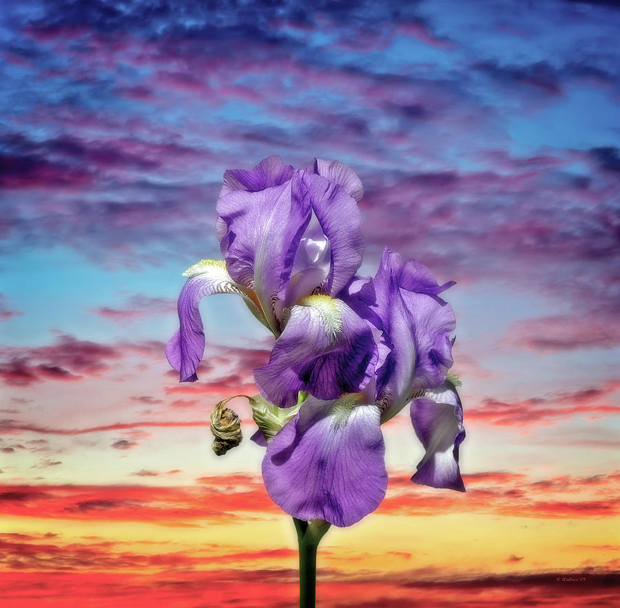 Iris Skies Are Smiling Photograph by Brian Wallace Iris Skies Are Smiling Photograph by Brian Wallace
