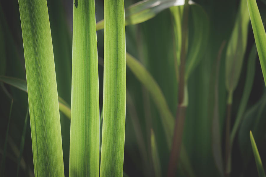 Summer Photograph - Iris Spikey Leaves Beautiful Green Background by David Ridley
