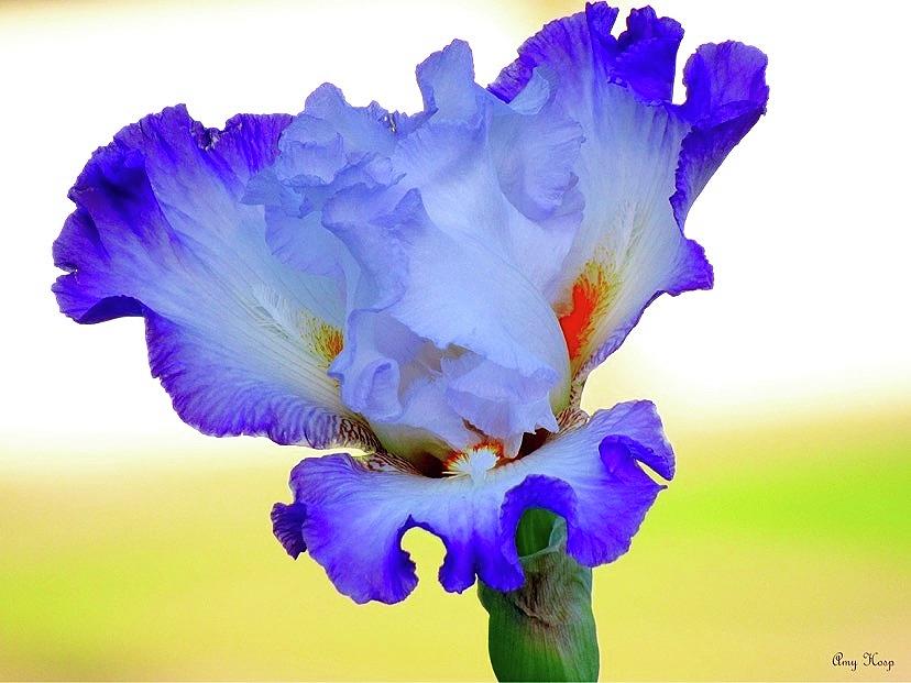 Iris Splashed With Orange White and Blue Photograph by Amy Hosp