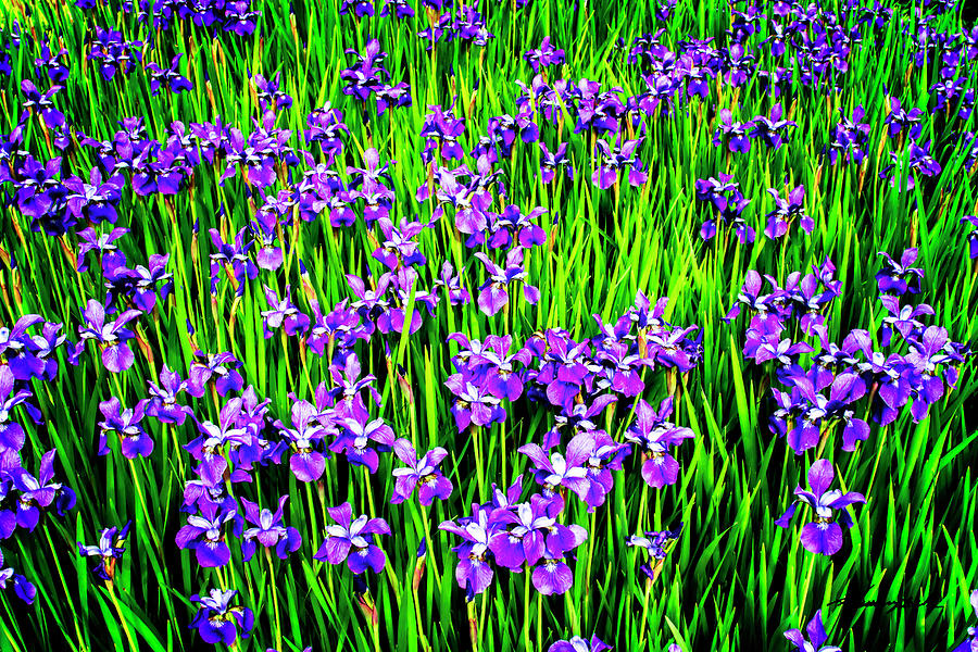 Iris Spring Photograph by Alan Hausenflock