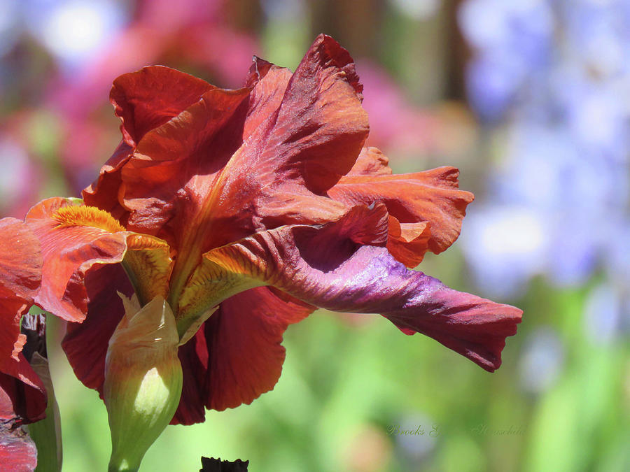 Iris Spring - Floral Photography and Art - Favorite Flowers - Irises Photograph by Brooks Garten Hauschild