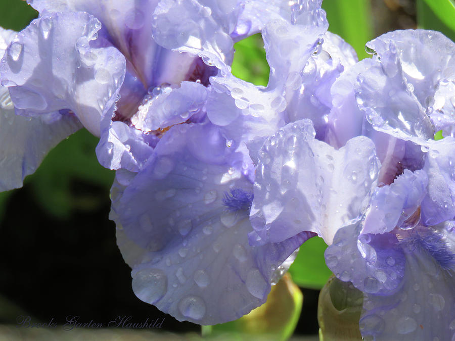 Iris Spring - Purple Flowers - Images From the Garden - Floral Photography Photograph by Brooks Garten Hauschild