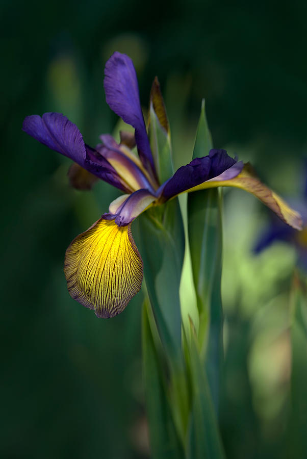 Iris Photograph - Iris Spuria by Jenny Rainbow