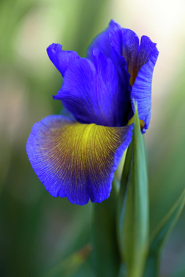 Iris Spuria Rozevlaty Photograph