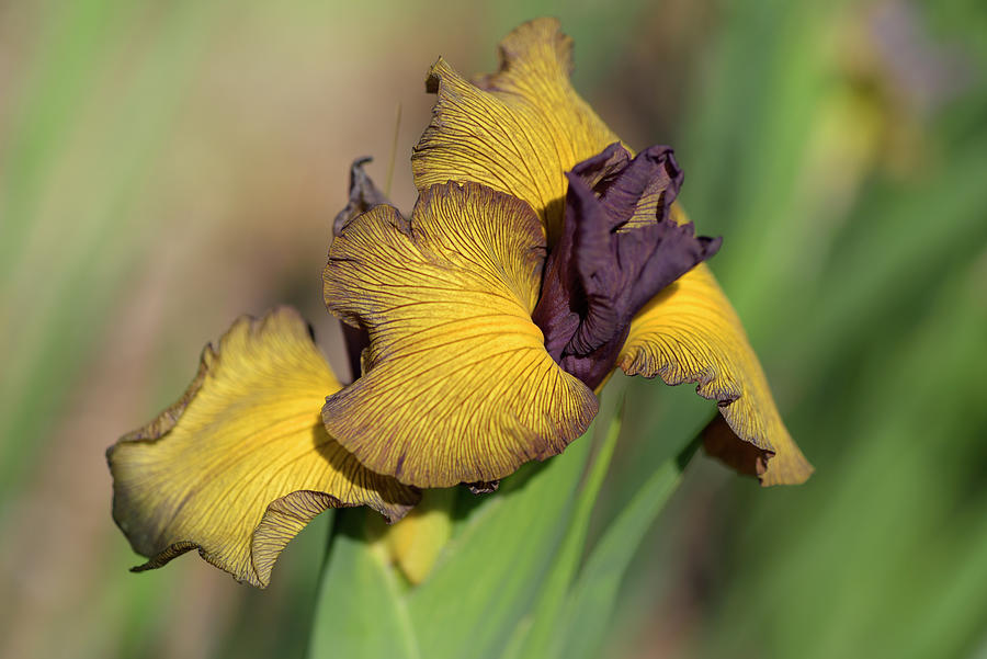 Iris Spuria Rozmar 1 Photograph by Jenny Rainbow