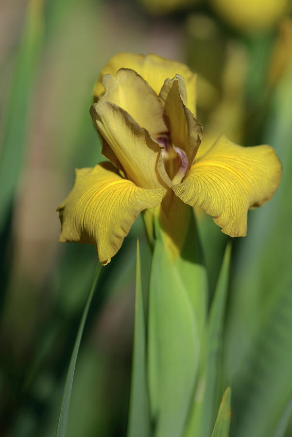 Iris Spuria Rozmar Photograph by Jenny Rainbow