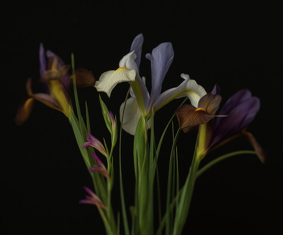 Iris Still Life Photograph by Greg Waddell - Fine Art America