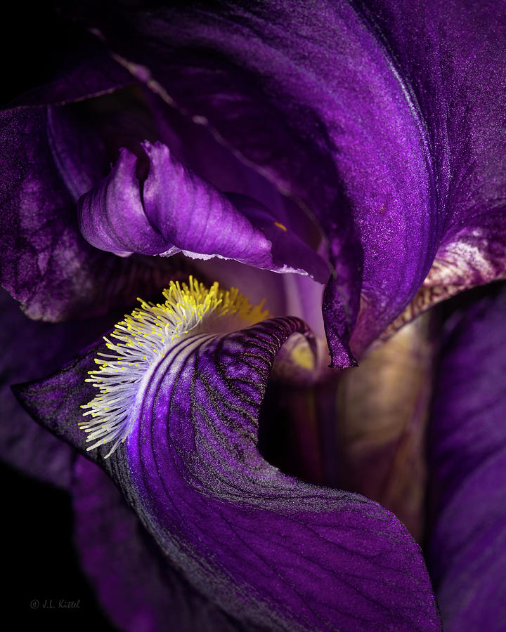 Iris  Photograph by Medicine Tree Studios