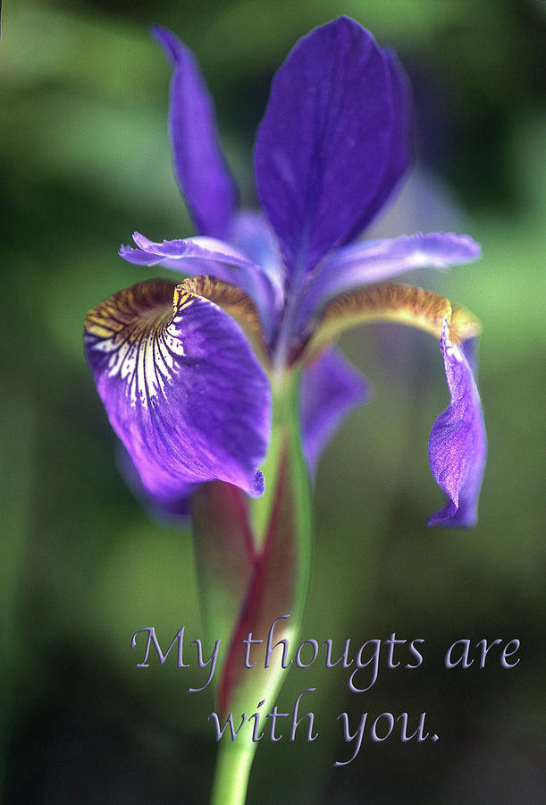 Iris sympathy card Photograph by Harold E McCray