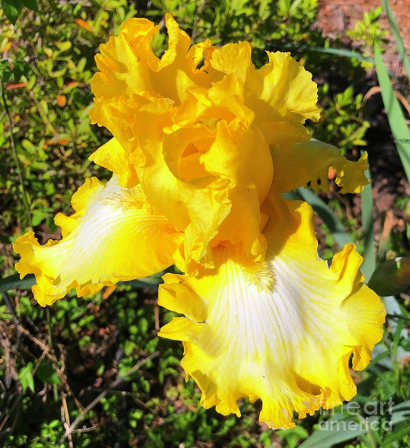 THATs ALL FOLKS - Tall German Bearded Iris Photograph by Catherine Ludwig Donleycott