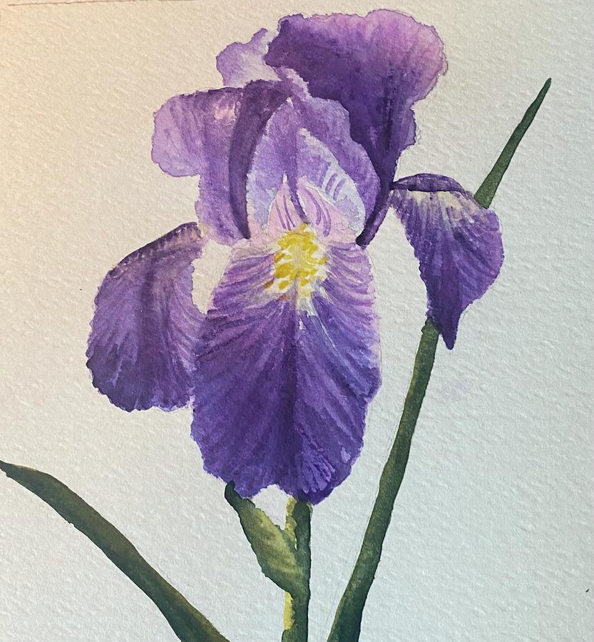 Iris Painting by Teri Larson Clark - Fine Art America