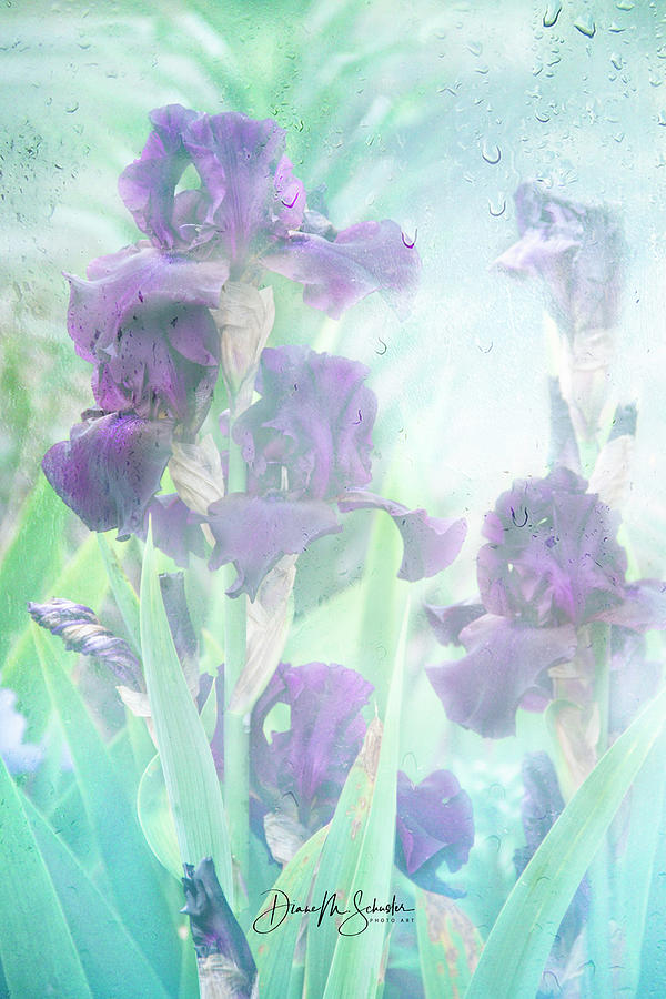 Iris Photograph - Iris Through A Rainy Window by Diane Schuster