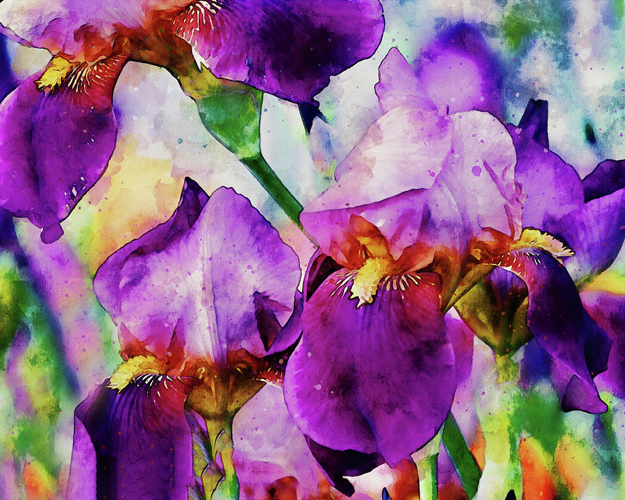 Iris Watercolor Art Digital Art by Peggy Collins