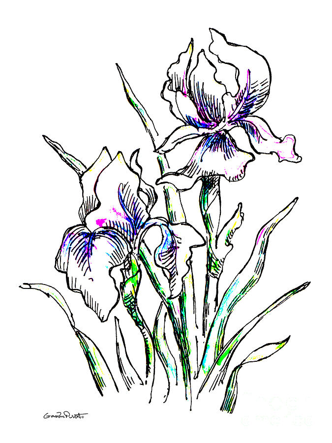 Iris Watercolor Drawing 2 Painting by Gordon Punt.